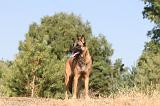 MALINOIS 120